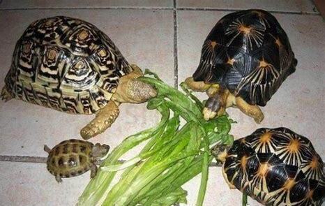 龟吃肉怎么养