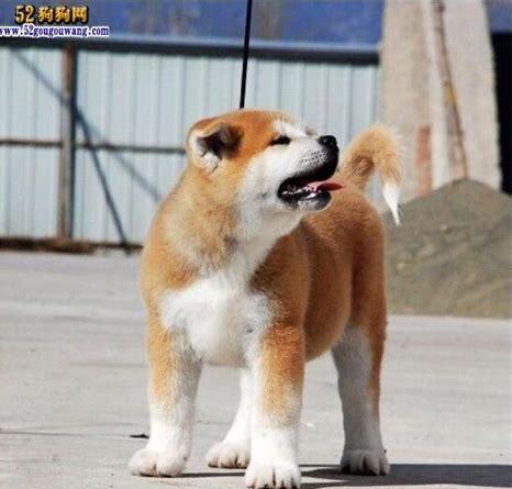 秋田犬幼犬怎么养的