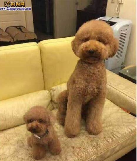 巨贵怎么养长得又快又大又高