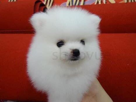 博美犬毛怎么养