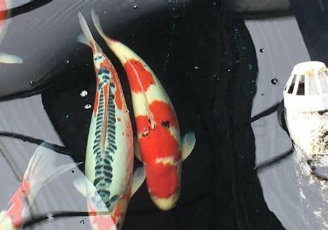 怎么养井鲤