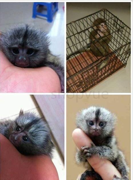 拇指猴可以家养吗