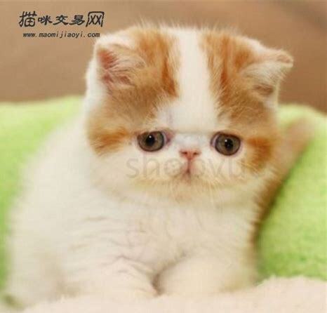 猫崽怎么养