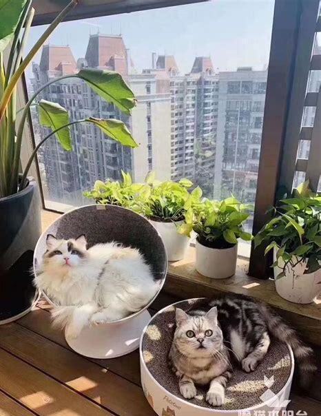 夏天阳台怎么养狗