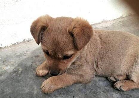 土狗到家怎么养比较好