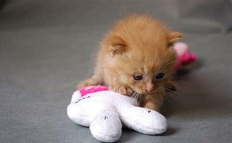 怎么养残疾猫咪视频