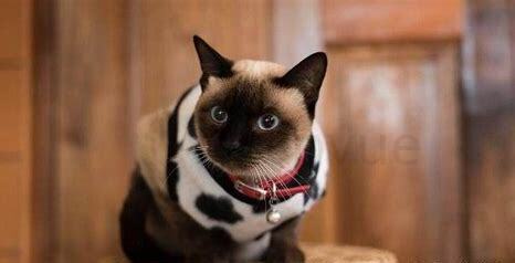 上班怎么养小猫