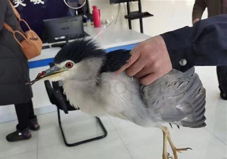 受伤小鸟怎么养好