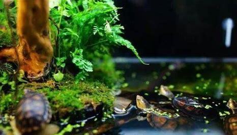 深水水怎么养