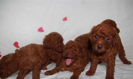 成年贵宾犬养多久重新认主人