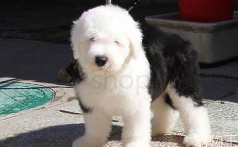古牧幼犬怎么养 古牧幼犬怎么养