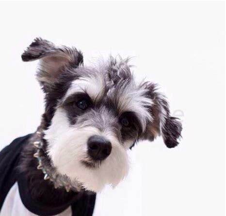 小狗雪纳瑞怎么养的
