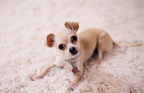 吉娃娃幼犬如何养好,吉娃娃幼犬怎么养