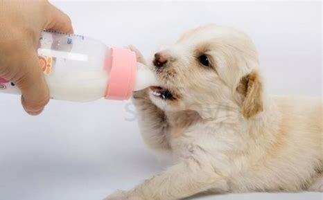 冬天幼犬怎么养最好