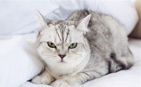 猫平时怎么养 猫平时怎么养