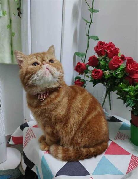 小加菲猫怎么养 小加菲猫怎么养