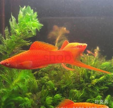 小红剑怎么养才能长大