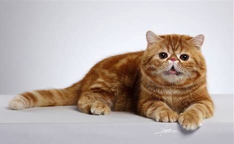 加菲猫要怎么养