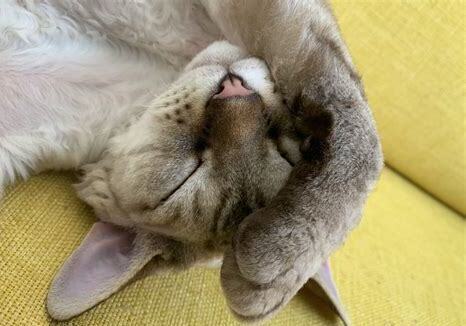 怎么养残疾猫