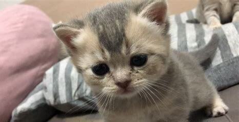 猫崽怎么养活