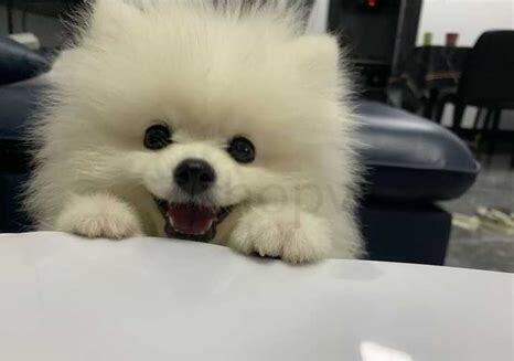 夏天怎么养博美犬