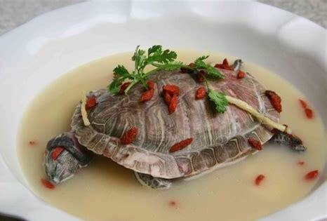 龟 吃肉