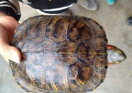 本地龟怎么养才能活