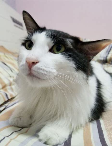 野猫要怎么养,一直会跑
