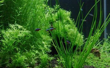 新手水草怎么养