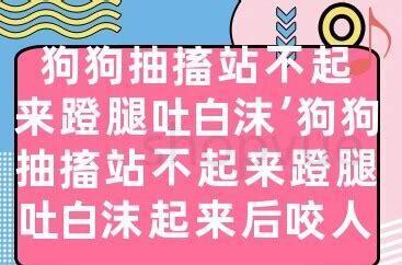 狗狗抽搐吐白沫站不起来