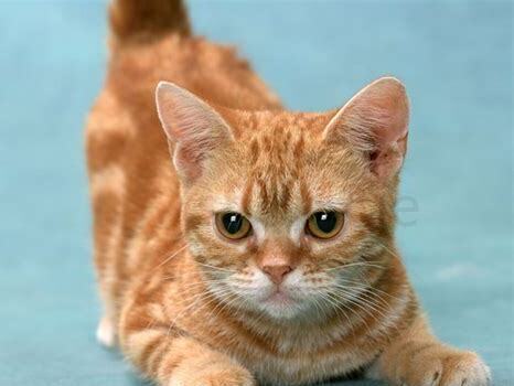 折耳猫虎斑怎么养活
