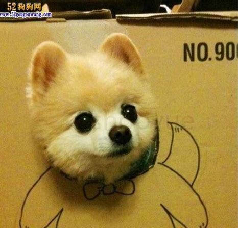 一岁博美犬怎么养