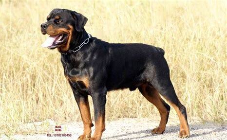 罗维纳犬怎么养