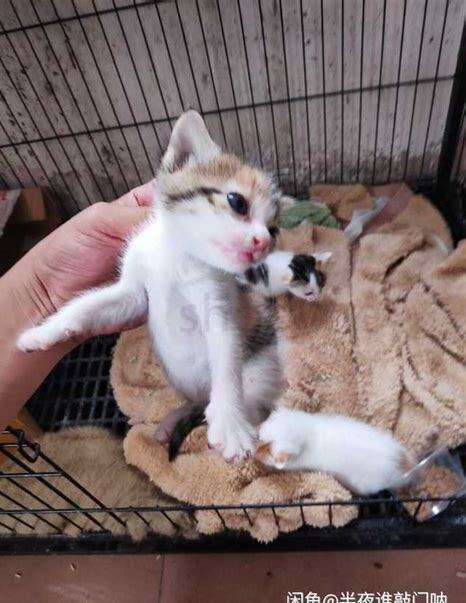 刚满月猫咪怎么养