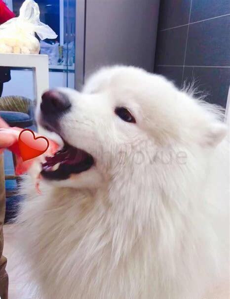 满月的萨摩耶怎么养