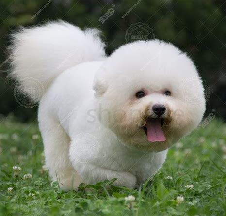 纯种比熊怎么养