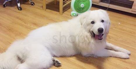 幼犬大白熊怎么养好