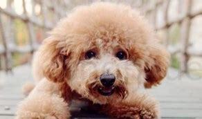 泰迪成犬怎么养的