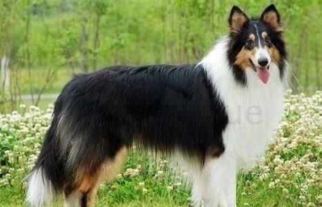 苏格兰牧羊犬怎么养