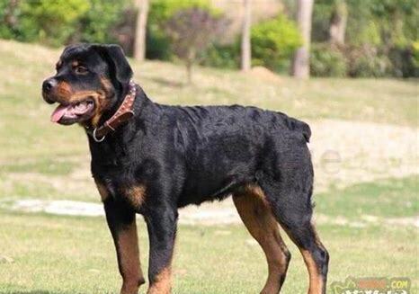 罗维纳犬怎么养才能养活
