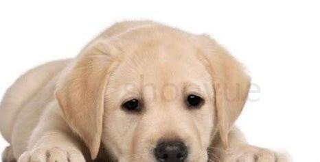 怎么给狗狗养好毛