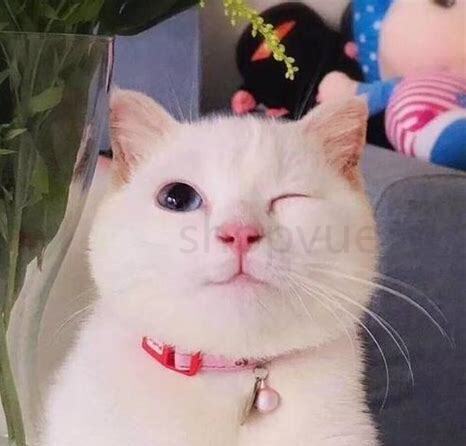 适合橘猫的名字,二个字最吉利最旺财的橘猫名字