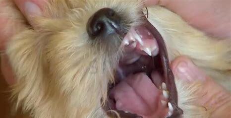 狗狗双排牙自己会掉吗