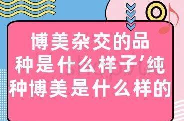 杂交的博美怎么养