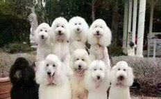 2岁贵宾犬怎么养