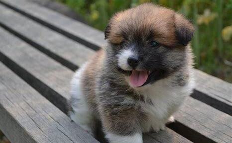 草狗幼狗怎么养才能长大