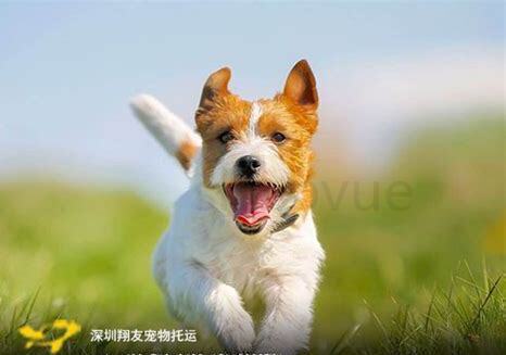 冬天托运猫咪会冻着吗 冬天托运猫咪会冻着吗