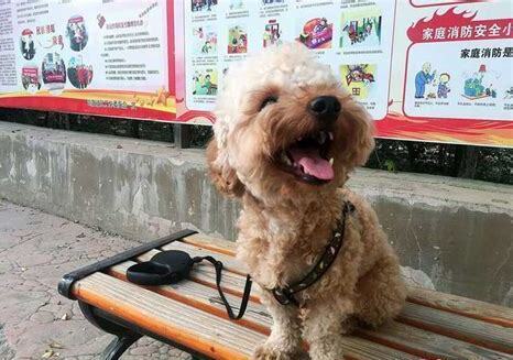 怎么养泰迪杂交幼犬