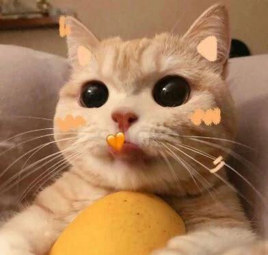 一周的猫咪怎么养好