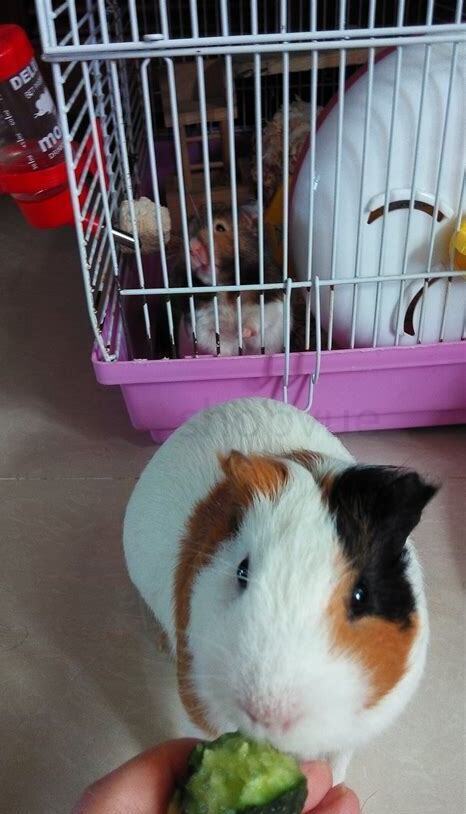 怎么养荷兰猪不臭